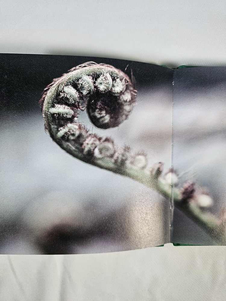 filicaria poésie